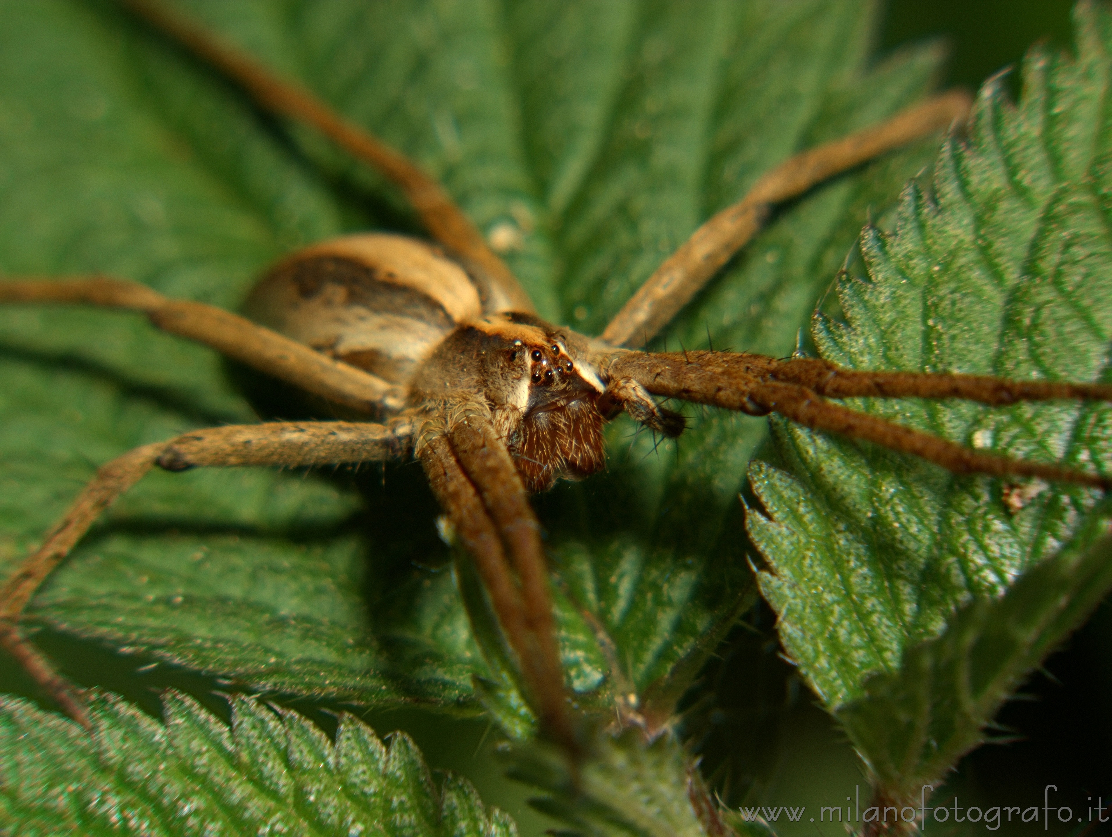 Rosazza (Biella) - Pisaura mirabilis